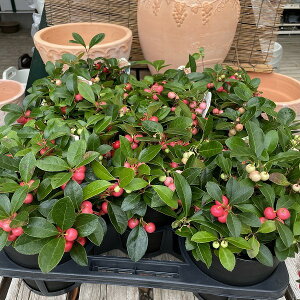 Β `FbJ[x[ t 5 A H̉