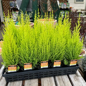 S[hNXg EB} 񂹐A 3.5 ϊ Β