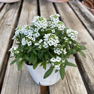 XC[gAbT  3.5|bg ϊ Ԓd 