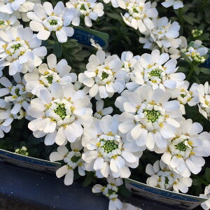 CxX LfB^tg 3.5|bg ϊ ~ Ԓd 񂹐A 