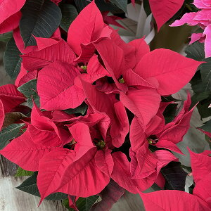 |CZ`A Ԍn 4 NX}X ~ Mtg