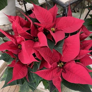 |CZ`A Ԍn 5 NX}X ~ Mtg