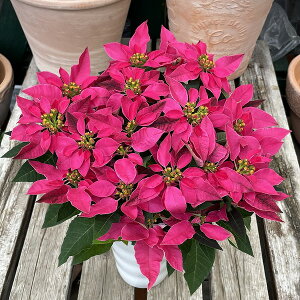 vZ`A [W 5 Ε |CZ`A A NX}X v[g ~ t[Mtg