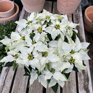 vZ`A sAzCg 5 Ε |CZ`A A NX}X v[g ~ t[Mtg