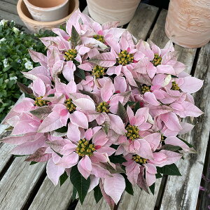 vZ`A sNzCg 5 Ε |CZ`A A NX}X v[g ~ t[Mtg