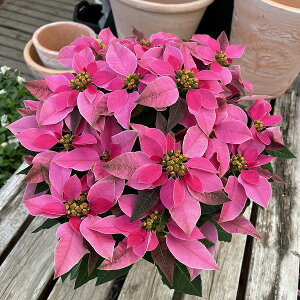 vZ`A zbgsN 5 Ε |CZ`A A NX}X v[g ~ t[Mtg