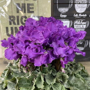 VN 󏭕i u[VN V 5 A Mtg v[g Ε NX}X