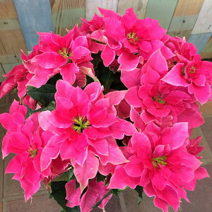 vZ`A [U 5 d炫 Ε |CZ`A A NX}X v[g ~ t[Mtg