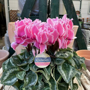 VN h[sN 5 A sN Mtg v[g Ε NX}X