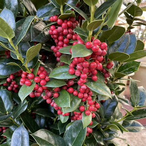 NX}Xz[[ ZCEqCM  NX}X [X 4 A Ԃ