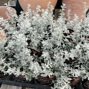 IAA gX[L[ 3|bg Β 񂹐A Vo[ J[[t