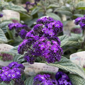 ヘリオトロープ 香水の花 紫花 3.5号ポット 花苗