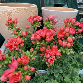 ゼラニューム チューリップ咲き レッドパンドラ 3.5号 赤花