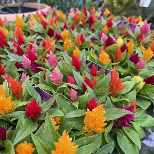 HуPCgE ΂܂ Jt ԕc 3.5|bg ~bNXA