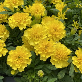 マリーゴールド ホットパック イエロー 小輪系 花苗 3.5号ポット 黄色