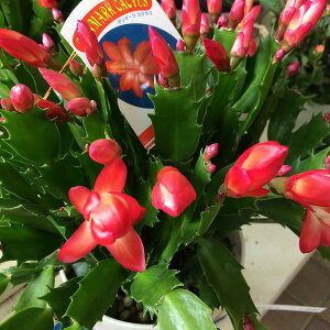 VRoT{e f}[NJN^X ԉԌn A 6 H