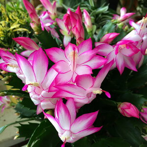 VRoT{e f}[NJN^X sNԌn A 6 H