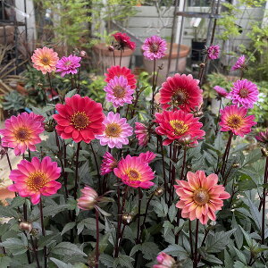 tv`_A n~OuY 3.5|bg _A h ԐF܂