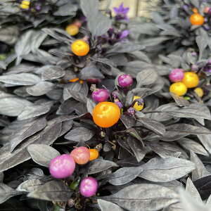 gEKV IjLX}WbNIW 3.5|bg ԕc t Ϗܗp nEB[ ܐFhq