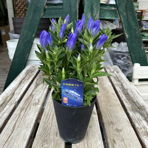 hE Ԋ̓u[4 A  H̉ 