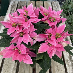 |CZ`A Wh[ sN vZ`A 4 A NX}X ~ [zrA