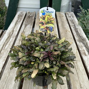 AWK tFU[tY t@V[tB` 5|bg Ԑ ϊ J[[t