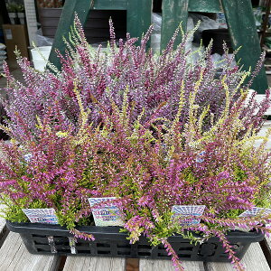 Β J[iK[fK[Y 3|bg ԐF܂ ϊ