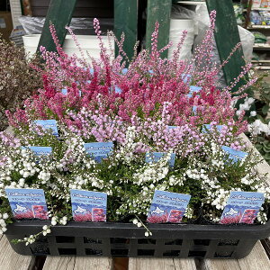 Β J[i uKX d炫 3|bg ԐF܂ ϊ