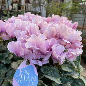 VN AVe 5 Vi AeB[NsN hԉ ~