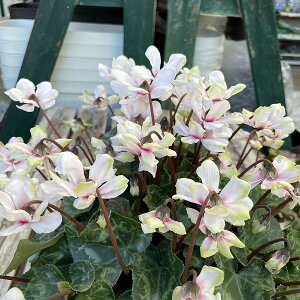 VN XN[X^[ NX^zCg O[ d炫 Ԑ A 5 NX}X