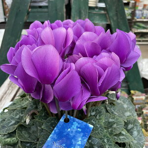 VN 󏭕i u[VN sXY 5 A Mtg v[g Ε NX}X