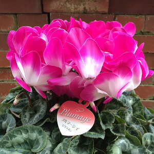 VN v}[Wp[v 6 A p[v Mtg v[g Ε NX}X