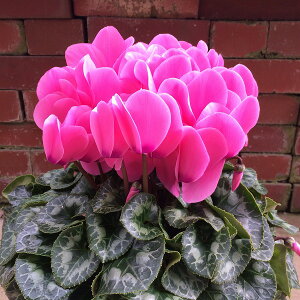 VN V[xg 6 A sN Mtg v[g Ε NX}X