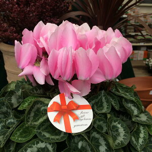 VN WF[sN 6 A sN Mtg v[g Ε NX}X