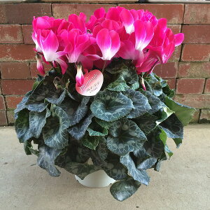 VN v}[Wbh 6 A bh Mtg v[g Ε NX}X