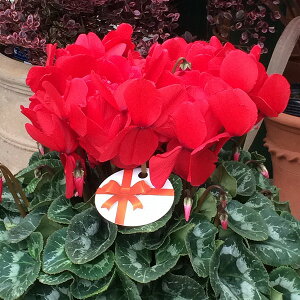 VN  6 A bh Mtg v[g Ε NX}X