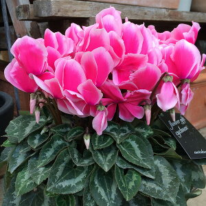 VN bvXsN 6 A sN Mtg v[g Ε NX}X