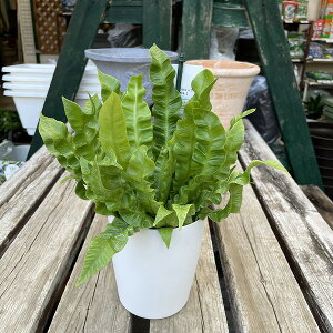 ϗtA AXvjE GhEF[u ^j^ 4 A 