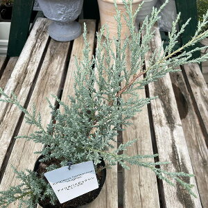 Β AJnCrNV q[WX Rjt@[ AJnClY 5|bg Vo[