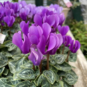 VN hS fB[vu[ 3d|bg F1nCubh u[VN Vi ԕc ~