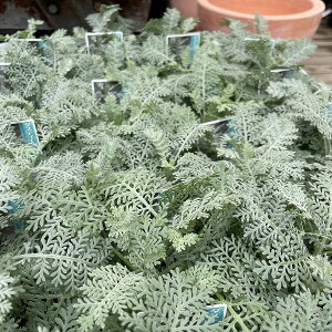 Vo[[X _XeB[~[ e V^GMN 3.5|bg ~ 񂹐A