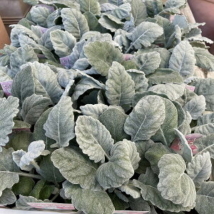 e ӂӂ낤 V^GMN 3.5|bg ~ 񂹐A