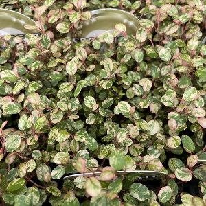 C[vc X|bgCg  3 OhJo[ J[[t