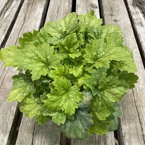 q[P O[eB c{TS I h ϊ 3.5|bg 񂹐A