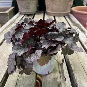 q[P ~m c{TS I h ϊ 3.5|bg 񂹐A