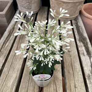 [zrA P (䂫Ђ)  3.5 񂹐A h