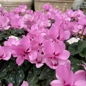 VNid炫jECN sN 5A Ԑ A 5