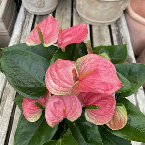 ϗtA AX[ XC[gh[ Fԕi 7