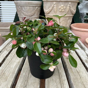 Β `FbJ[x[ Ђ߂ t 5 MIX sN A H̉