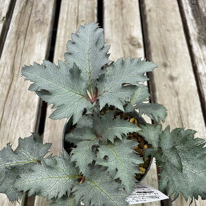 NX}X[Y Xej[ bL[Y H. × sternii "The Rockies" 10.5cm|bg h ϊ J[[t ~Ԓd